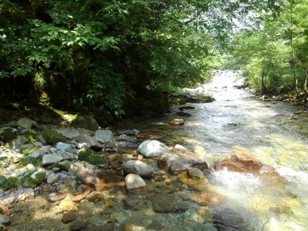 九頭竜川水系でイワナ釣り